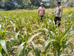 Polsek Kanor Dukung Program Ketahanan Pangan